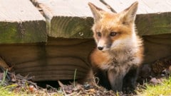Der Fuchsbandwurm setzt seine Eier über Ausscheidungen des Fuchses in die Umwelt frei ...