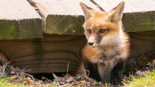 Der Fuchsbandwurm setzt seine Eier über Ausscheidungen des Fuchses in die Umwelt frei ...