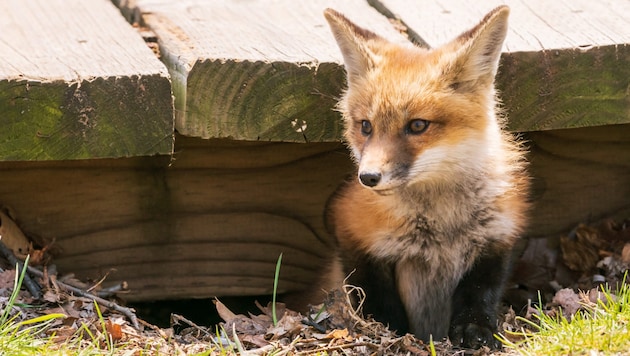 Der Fuchsbandwurm setzt seine Eier über Ausscheidungen des Fuchses in die Umwelt frei ...