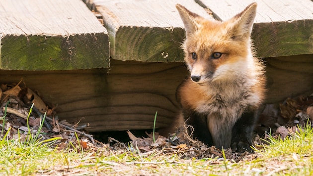 Young foxes are adventurous and curious. (Bild: stockadobe.com/Michael Connor)