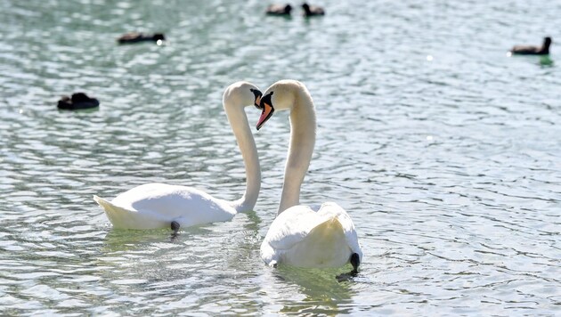 Feeding swans was banned in individual municipalities and areas around Lake Attersee, but now it applies across the board. (Bild: Dostal Harald)