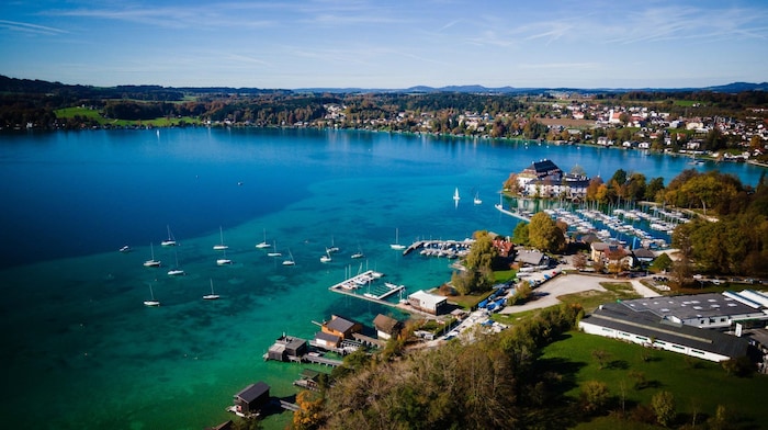 Am Attersee gibt es zu viele Schwäne.