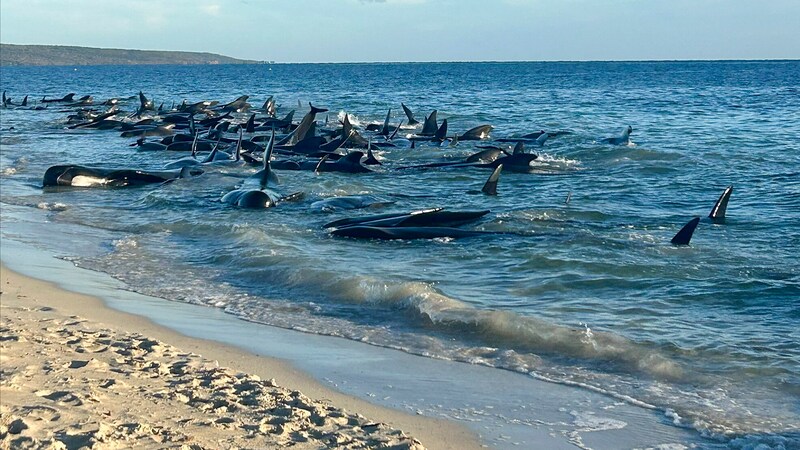 Ministry of Conservation staff, vets and hundreds of volunteers had spent hours trying to rescue the animals in distress. (Bild: AP)