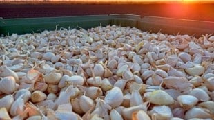 Eine wahre Schatzkiste: Weißer Bio-Knoblauch aus eigenem Anbau wird nach der Ernte gezielt gealtert. (Bild: Goldentis/zVg)