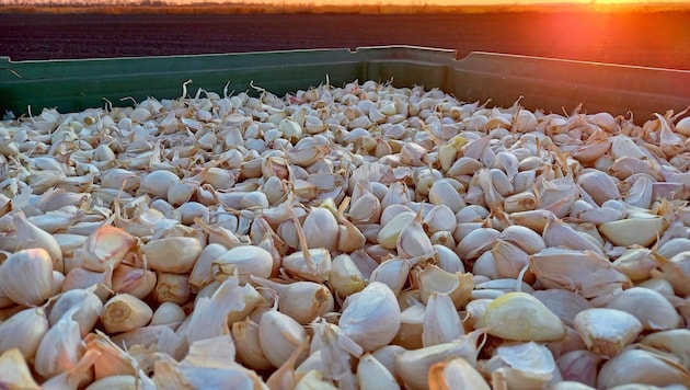 Eine wahre Schatzkiste: Weißer Bio-Knoblauch aus eigenem Anbau wird nach der Ernte gezielt gealtert. (Bild: Goldentis/zVg)