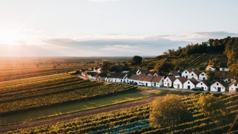 Zipf Mailberg cellar lane (Bild: © Niederösterreich Werbung/Romeo Felsenreich)