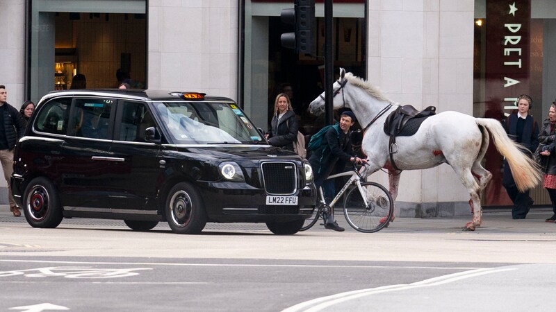 According to the Secretary of State for Defense, the army has 150 horses in the city center every day. (Bild: AP/PA)