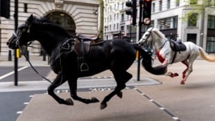 In London mussten zwei entlaufene Pferde operiert werden, die am Mittwoch durch die Innenstadt galoppiert waren. (Bild: AP/PA)