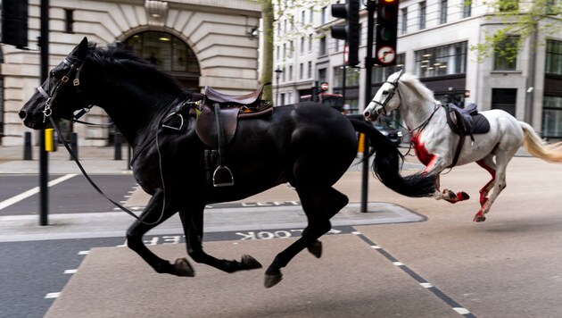 Londonban két elszabadult lovat kellett megműteni, miután szerdán végiggaloppoztak a belvároson. (Bild: AP/PA)