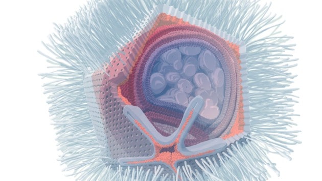 In elektronenmikroskopischen Aufnahmen zeigte sich das Virus in voller Größe – der Virengigant könnte künftig sogar zum Lebensretter mutieren. (Bild: Stefan Pommer / photopic.at)