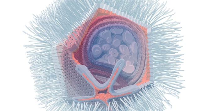Electron microscope images showed the virus in full size - the virus giant could even mutate into a life saver in the future. (Bild: Stefan Pommer / photopic.at)
