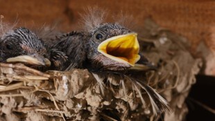 Für die heimischen Vögel sind die Wetterkapriolen ein echtes Problem. Wie groß die Ausfälle sein ...