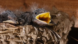 Für die heimischen Vögel sind die Wetterkapriolen ein echtes Problem. Wie groß die Ausfälle sein werden, lässt sich derzeit noch nicht beziffern. (Bild: VLADISLAV - stock.adobe.com)