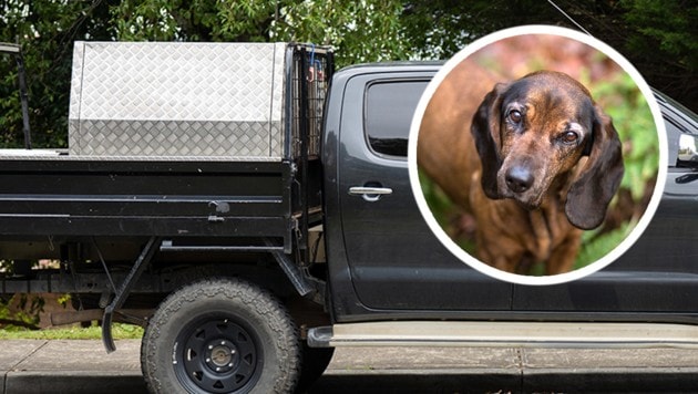 Der Gebirgsschweißhund starb in einer ähnlichen Box auf der Ladefläche des Autos (Symbolbilder). (Bild: Krone KREATIV/stock.adobe.com)