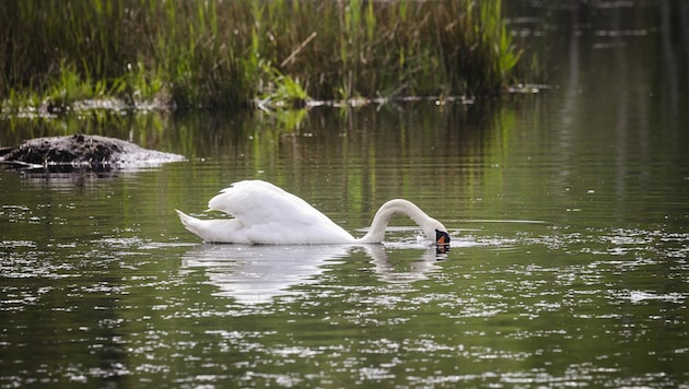 People like to feed swans. But it's better not to, otherwise it can be expensive. (Bild: Scharinger Daniel)