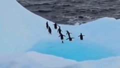 Der Klimawandel kennt auch in der Tierwelt kein Erbarmen: Immer mehr Kaiserpinguin-Kolonien am Südpol überleben nicht. (Bild: kameraOne (Screenshot))