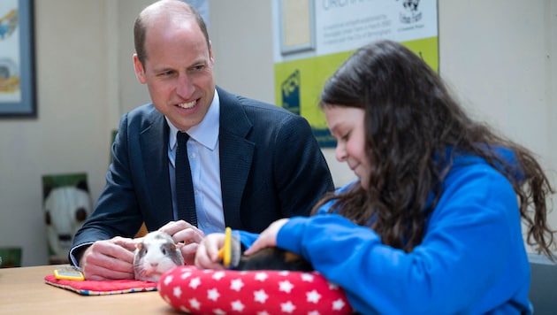 Prens William gine domuzu "Snowflake "i okşuyor (Bild: APA/David Rose / POOL / AFP)