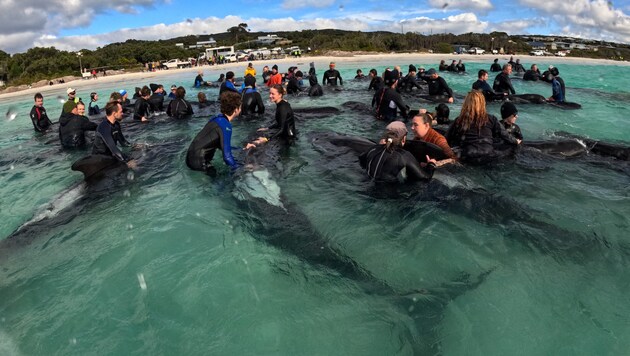 Pilot whales repeatedly become stranded - the animals cannot always be rescued despite tireless efforts (archive image from 2023). (Bild: AFP)