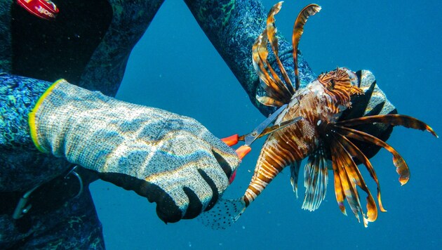 It is increasingly entering the Mediterranean via the Suez Canal - where it eats up the native species: the Indian lionfish. (Bild: APA/AFP/Ibrahim CHALHOUB)