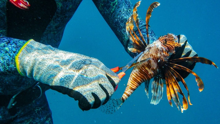 Er kommt über den Suezkanal verstärkt ins Mittelmeer – und frisst dort die heimischen Arten auf: ...