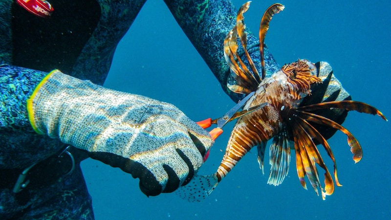 Er kommt über den Suezkanal verstärkt ins Mittelmeer – und frisst dort die heimischen Arten auf: der Indische Rotfeuerfisch. (Bild: APA/AFP/Ibrahim CHALHOUB)