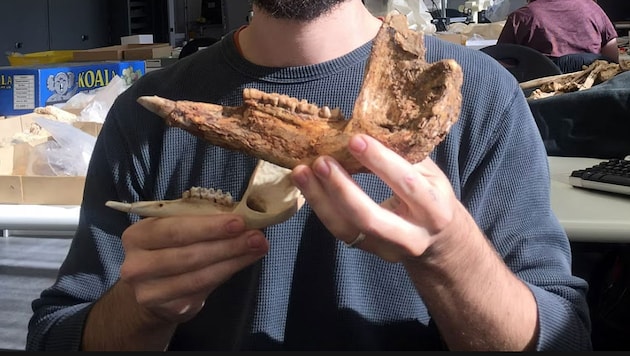 The lower jaw of a Protemnodon viator (top) compared to that of a red giant kangaroo (bottom) (Bild: Flinders University)