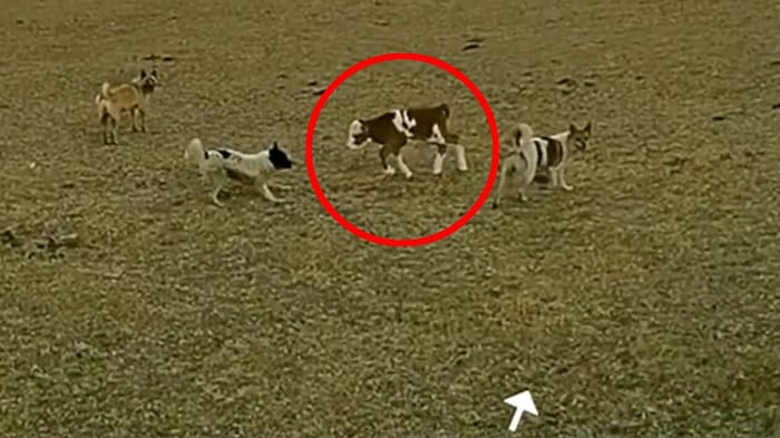 Mit scharfen Manövern der Drohne, um so deren Fluglärm zu verstärken, gelang es dem Bauer, die Hunde zu verscheuchen.