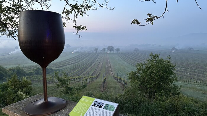 Some of the vineyards had disappeared under smoke bells. The reason: the winegrowers protected ...
