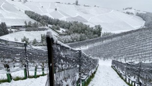 Der Frost der vergangenen Tage hat dem südsteirischen Weinbau zugesetzt. Im Bild die Situation am Dienstag in Gamlitz (Bezirk Leibnitz). (Bild: APA/BETTINA STRAUSS)
