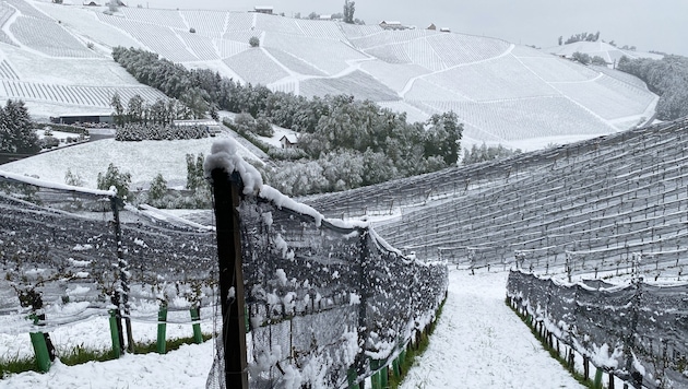 Der Frost der vergangenen Tage hat dem südsteirischen Weinbau zugesetzt. Im Bild die Situation am Dienstag in Gamlitz (Bezirk Leibnitz). (Bild: APA/BETTINA STRAUSS)