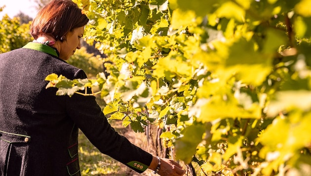 Agrarlandesrätin Michaela Langer-Weninger macht sich ein Bild von der Situation im Weingarten. (Bild: TINA GERSTMAIR)