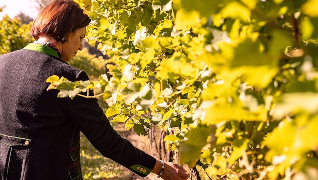 Winegrowers are struggling with lower yields. (Bild: TINA GERSTMAIR)