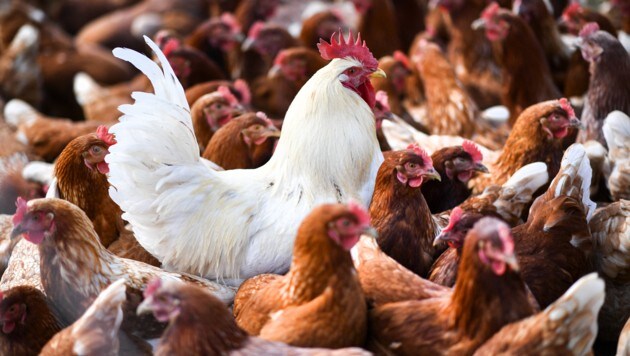In einer Studie kam jetzt heraus: Auch Hühner erröten bei Aufregung. (Bild: APA/dpa/Felix Kästle)