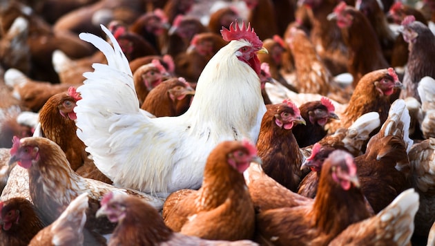 A study has now revealed that chickens also blush when excited. (Bild: APA/dpa/Felix Kästle)
