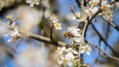 Es bleibt sommerlich und auch die Pollen und Bienen fliegen (Bild: Wenzel Markus)