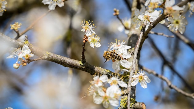 Es bleibt sommerlich und auch die Pollen und Bienen fliegen (Bild: Wenzel Markus)