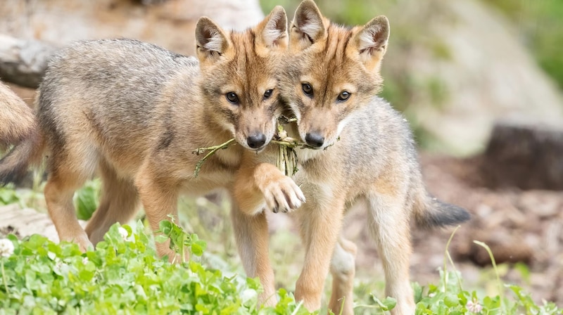 Golden jackals (Bild: DANIEL ZUPANC)