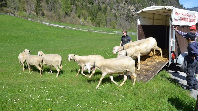 Der erste große Moment für die Schafe heuer, alle Verwandte von Thomas Grießer helfen (Bild: Daum Hubert)