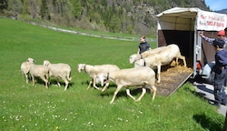 Der erste große Moment für die Schafe heuer, alle Verwandte von Thomas Grießer helfen (Bild: Daum Hubert)