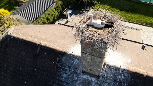 Mitten im Geschehen will der Storch in Schwarzenau bleiben. Er nistet nun auf der anderen Straßenseite seines alten „Wohnorts“. (Bild: Molnar Attila)