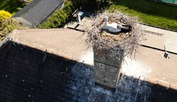 Mitten im Geschehen will der Storch in Schwarzenau bleiben. Er nistet nun auf der anderen Straßenseite seines alten „Wohnorts“. (Bild: Molnar Attila)