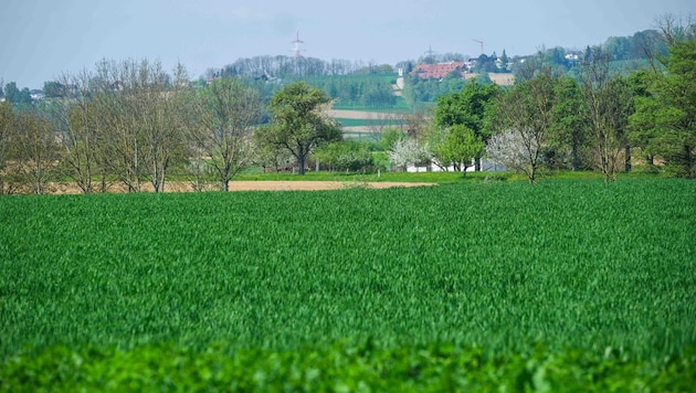 Zwischen 25 und 50 Millionen Euro soll ein Grundstück in Pasching wert sein, um das es in dem Erbschaftsstreit geht. Nun ermittelt auch die Justiz. (Bild: Einöder Horst)