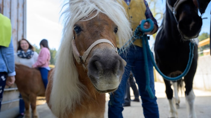 Die Ponys auf dem Reiterhof sorgen für Abwechslung und Freude bei großen und kleinen Besuchern.