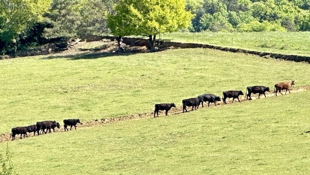 It started 20 years ago with 24 oxen and around 800 oxen have been offered to beef lovers in a species-appropriate and enjoyable way over the past two decades. (Bild: Schulter Christian)