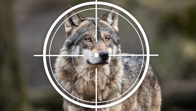 Immer mehr Wölfe treiben sich auf Österreichs Almen herum. Geht es nun dem ersten Wolf in Niederösterreich an den Kragen? (Bild: stock.adobe.com, Krone KREATIV)