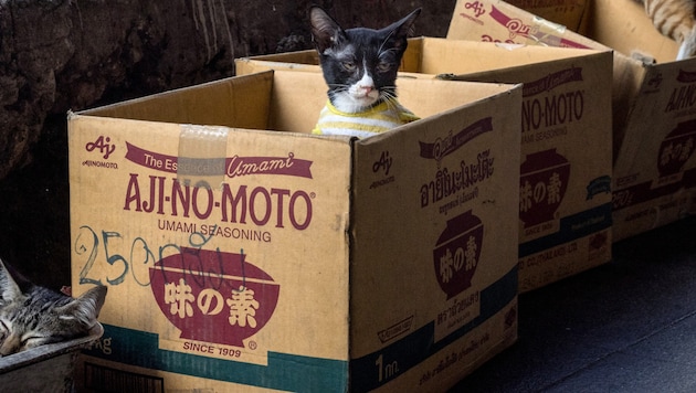 A kartondobozok varázslatos vonzerővel bírnak a macskák számára - és az egyikük most a végzetébe került (szimbolikus kép). (Bild: APA/AFP/Jack TAYLOR)