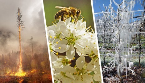 Der April brachte Waldbrände, Sommergefühle und Frost mit sich. (Bild: Krone KREATIV/Landwirtschaftskammer Steiermark, Alois Litzlbauer, POTOGRAPHY MARCUS M)