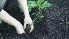 Die milden Temperaturen machen im Garten bereits jetzt viele Arbeiten möglich, die normalerweise erst später im Jahr gehen. Achtung: Sommerblumen und frostempfindliches Gemüse nicht zu früh einsetzen! (Bild: Pail Sepp)