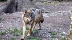 Das Tier wurde gezielt ins Fadenkreuz genommen (Symbolbild).