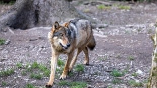 Das Tier wurde gezielt ins Fadenkreuz genommen (Symbolbild).